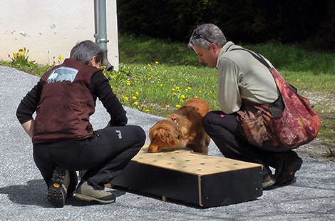 Nike beim Spürhundetraining