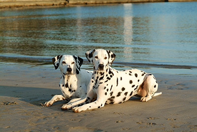 2 Dalmis am Strand #2