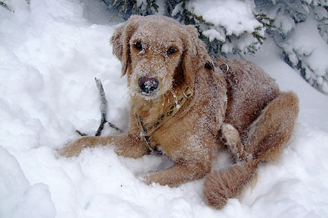 Leaf mit Schneekristallen