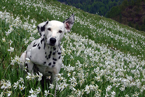 Tippi in Narzissenwiese