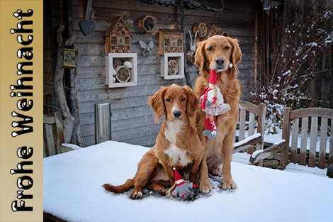 Weihnachtsfoto 2018